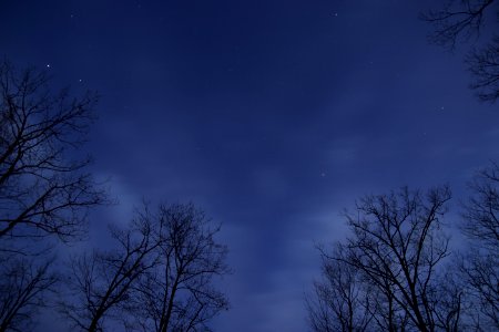 Stars In Blue Skies Along Tree Tops photo