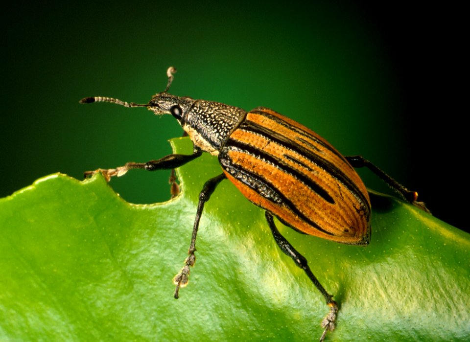 Black And Brown Insect On Green Leaf