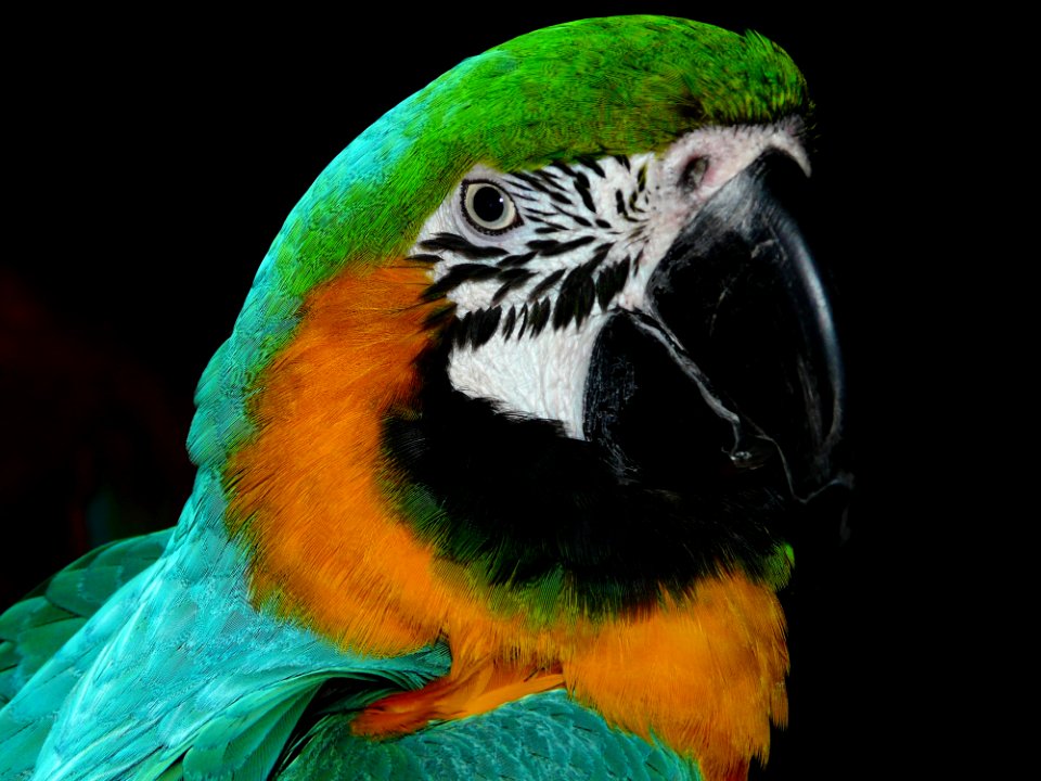 Green Black White Yellow And Teal Parrot