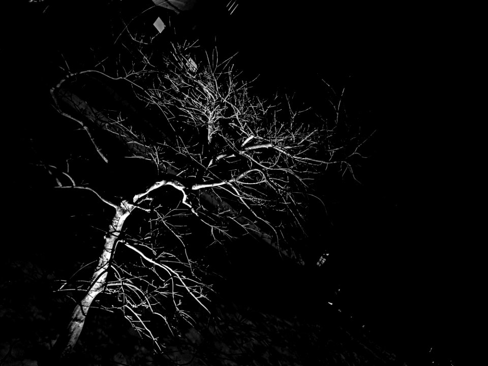 Illuminated Tree At Night