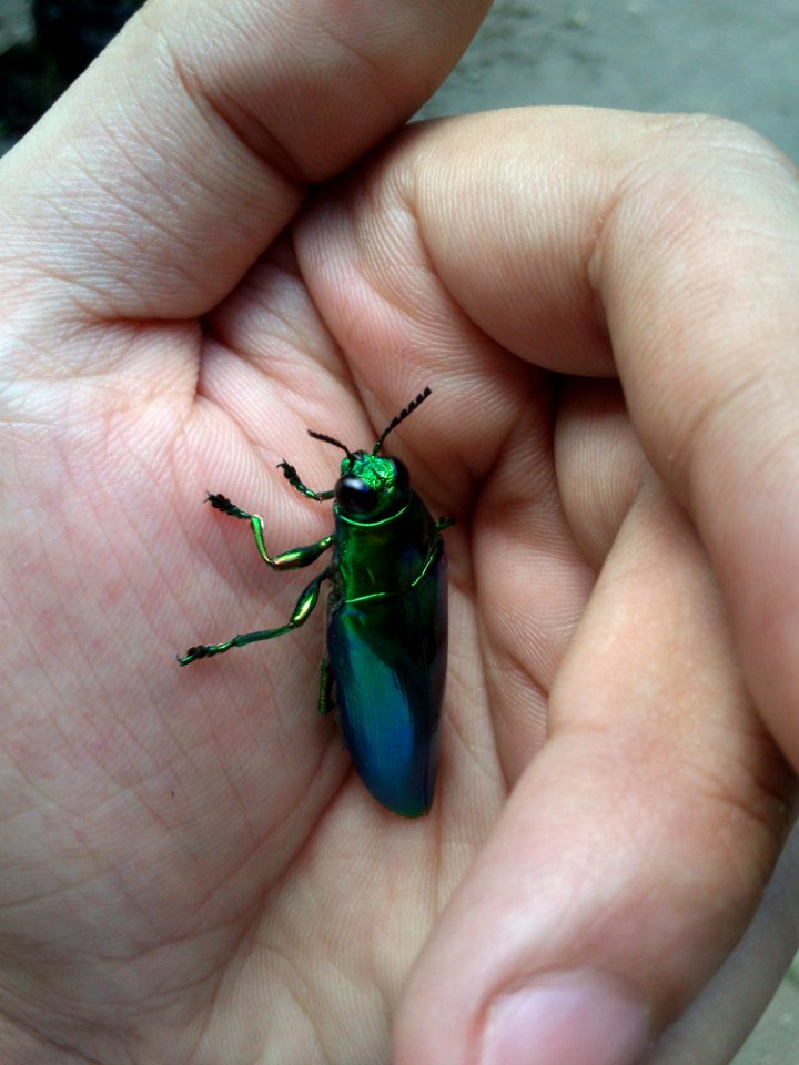 Green Metallic Beetle On Hand