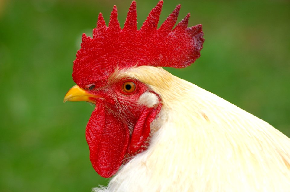 White Rooster