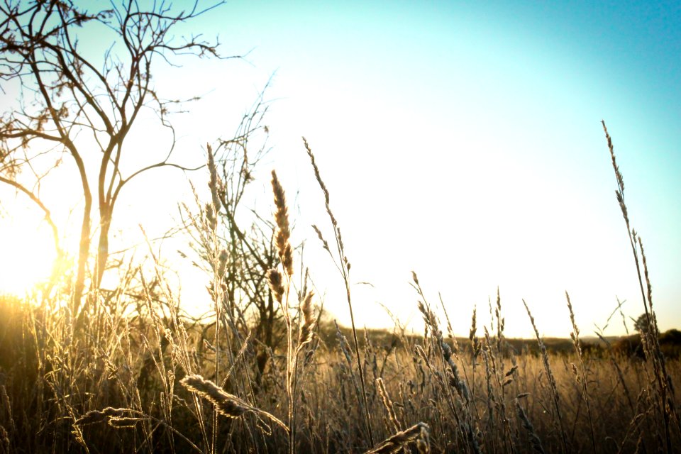 Brown Grass Under The Sun And Blue Sky