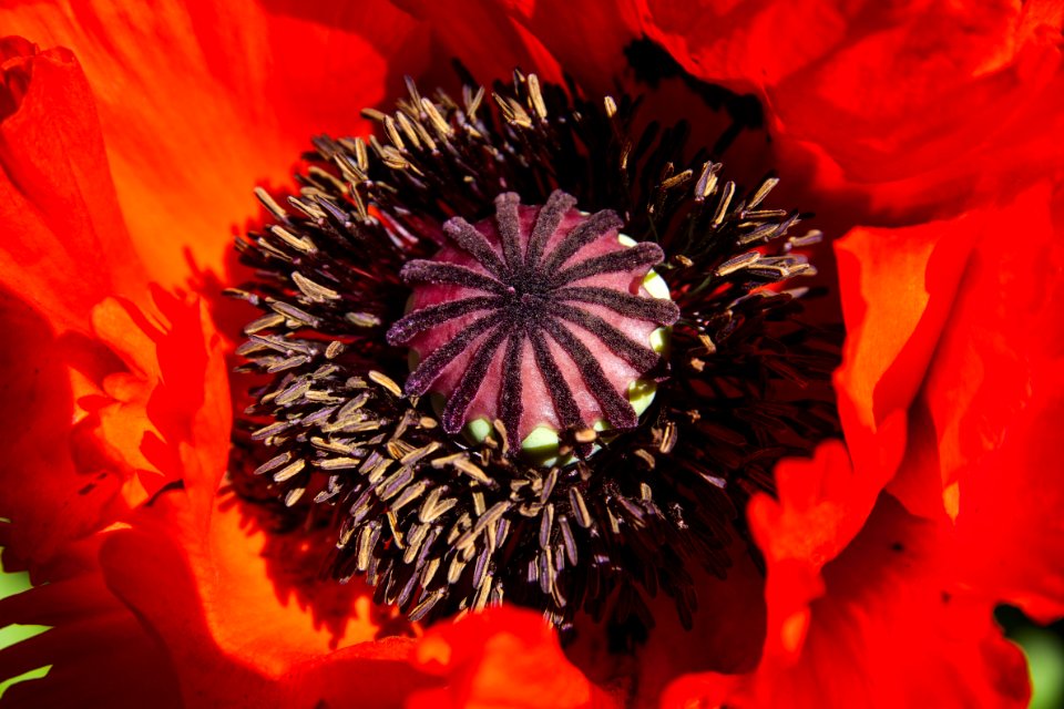 Red And Black Flower