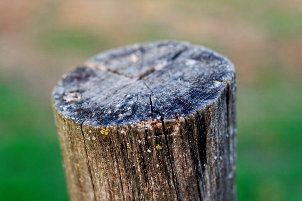 Gray Wood Trunk