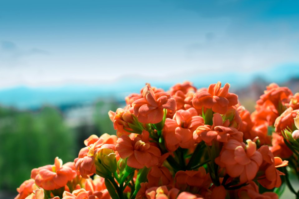 Pink Petaled Flower On Bloom At Daytime