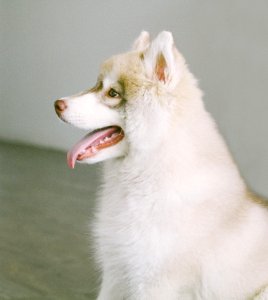 White And Brown Coat Dog photo
