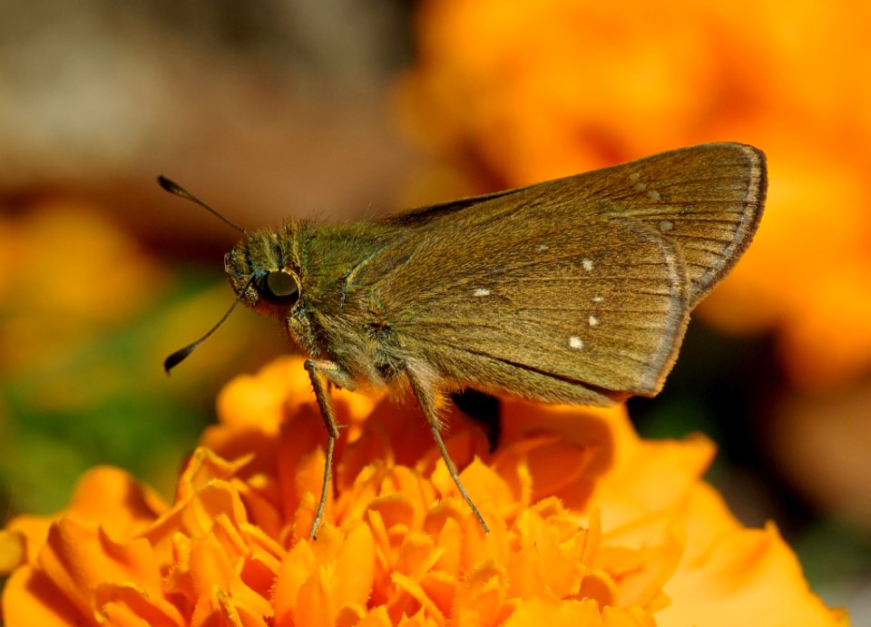 Black Butterfly On Top Orange Multi Petaled Flower Close Up Photography