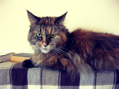 Brown Black Long Fur Cat photo