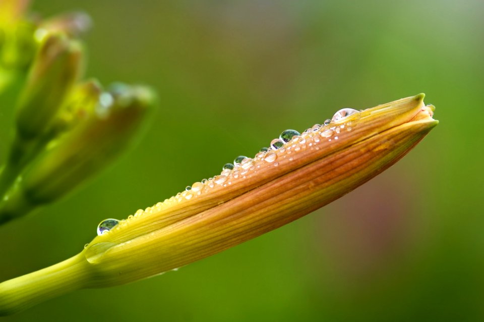 Dew Drops On Flower Petal
