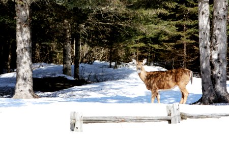 Brown Deer Standing Near Tree Trunk Duringwinter photo