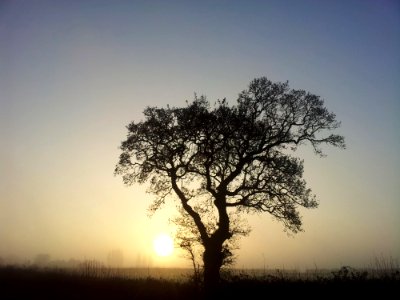 Silhouette Of Tree At Sunset photo