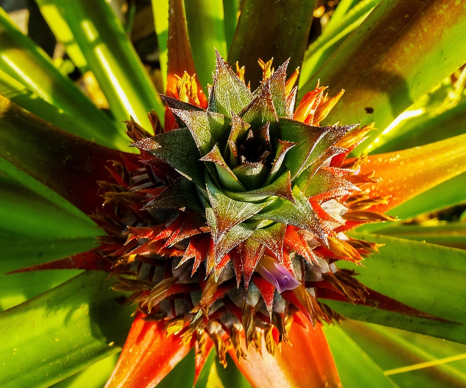 Pineapple fruit plant