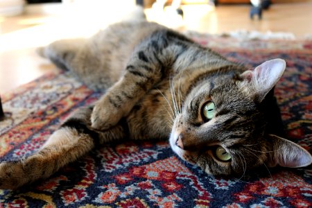 Brown Tabby Cat On Red And Blue Floral Carpet