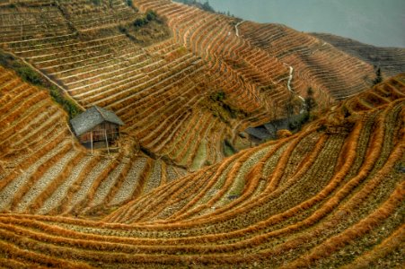 Brown Rice Terraces View photo
