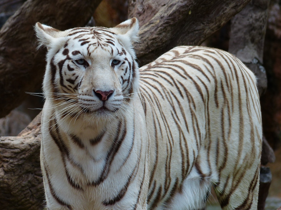 Majestic sublime big cat photo