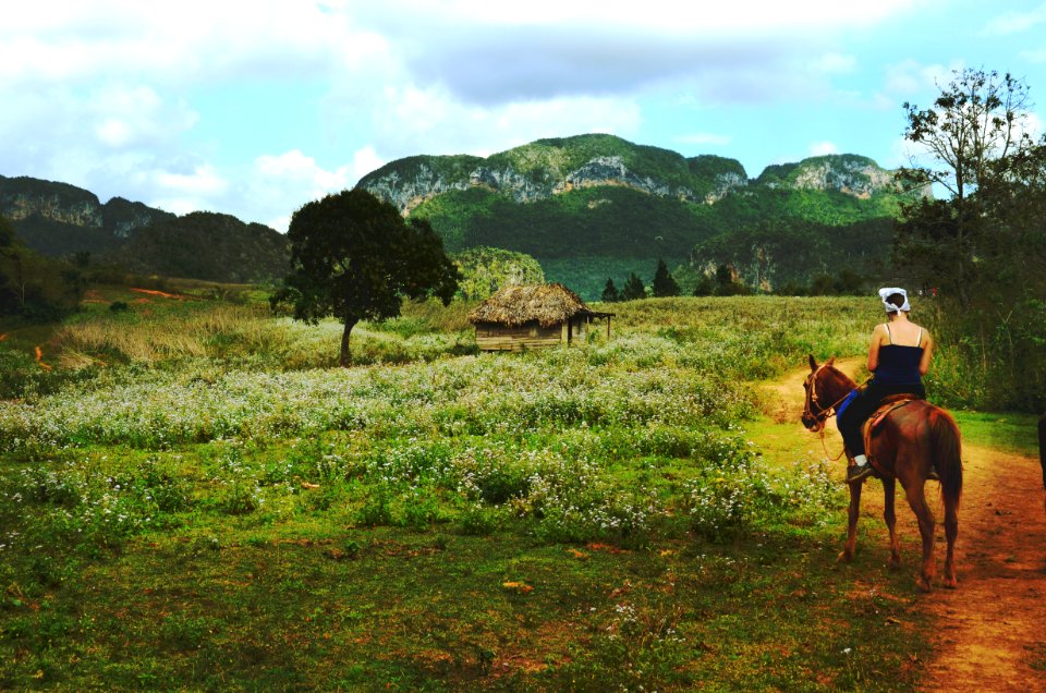 Man Riding Brown Horse Near Green Field During Daytime