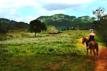 Man Riding Brown Horse Near Green Field During Daytime photo