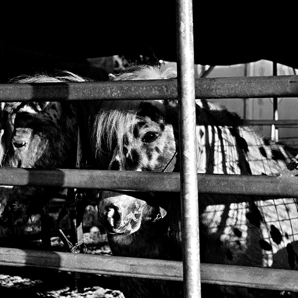 Black Wood Black-and-white Style