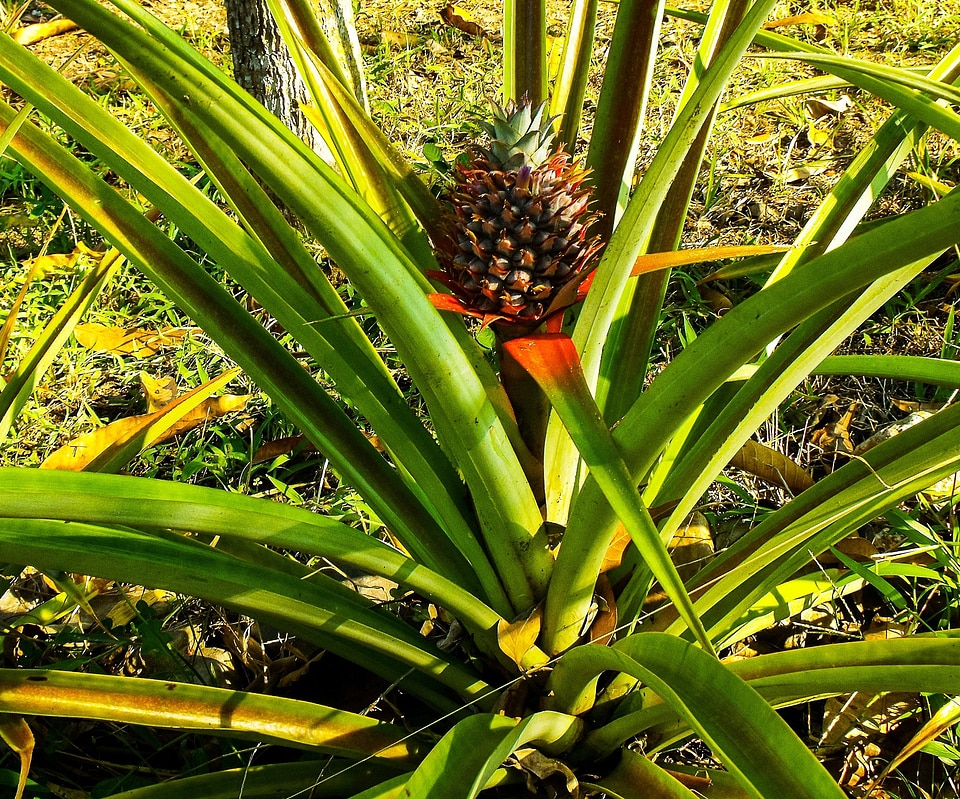 Pineapple fruit plant