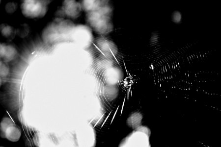 Organism Natural Material Arthropod Style