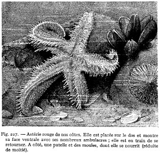 Asterie