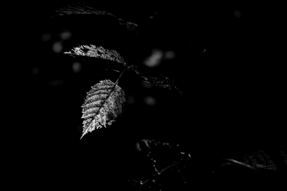 Leaf0