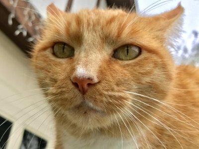 Domestic Cat Outdoor Portrait
