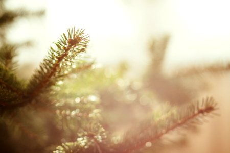 Spruce Close Up