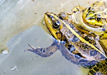 Frogs In Water
