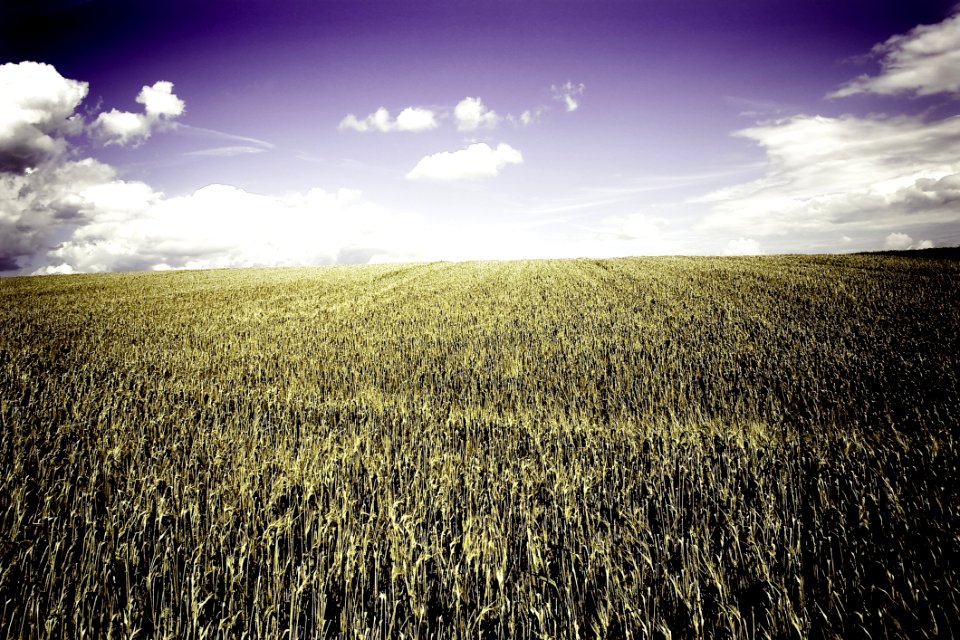 Brown Grass Field Under White Cloudy Blue Sky