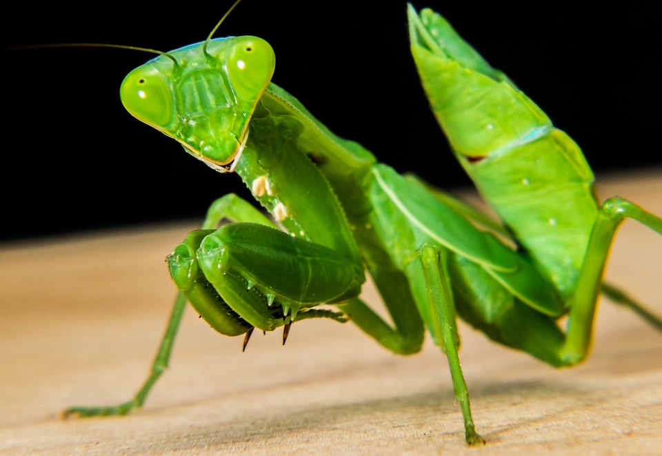 Fishing locust green close up