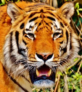 Close Up Photography Of Yellow White And Black Tiger Face photo