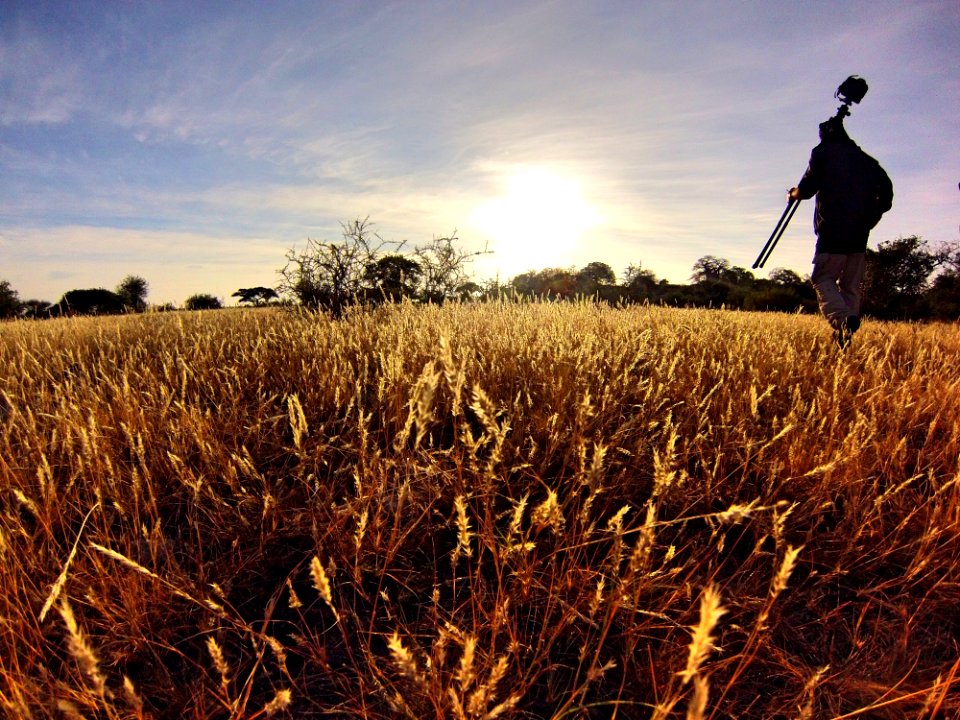 Man In Black Long Sleeve Shirt Holding Camera Tripod Walking On Wheat Fields At Daytime photo