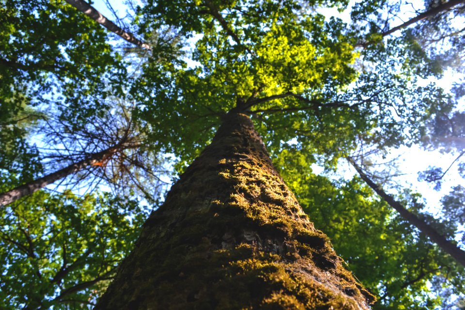Low Angle Photo Of Green Tree During Daytime