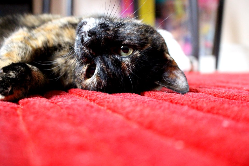 Brown And Black Medium Coat Cat Lying On Red Textile