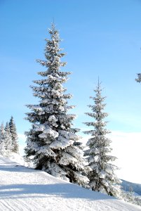 Snow Cap Pine Tree photo