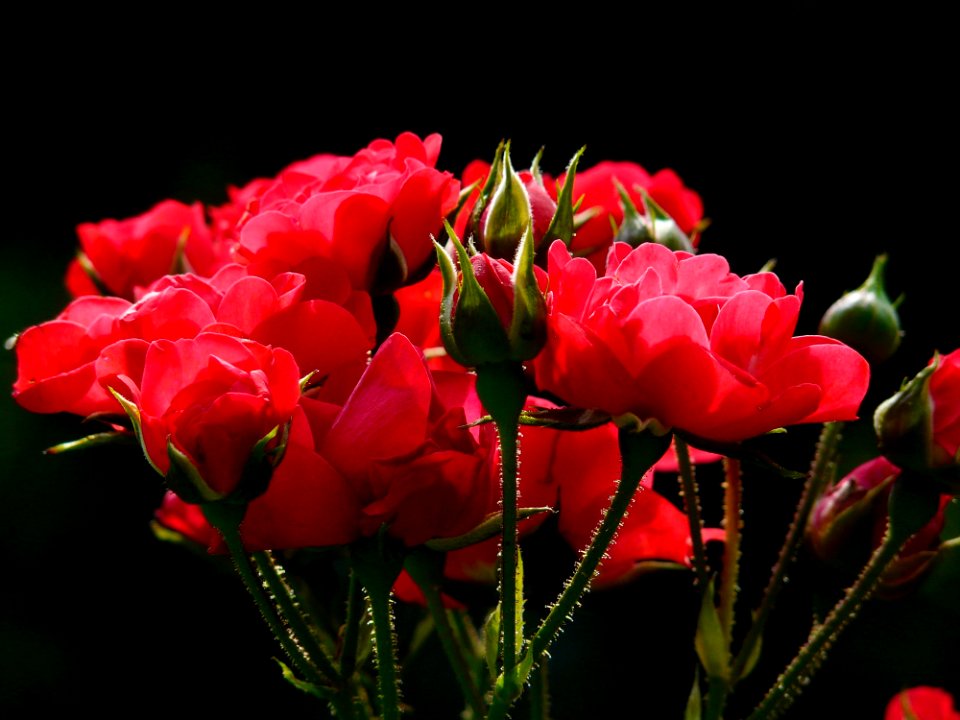 Red Roses Close Up Photography