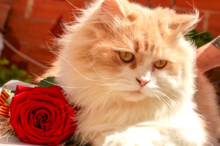 White And Beige Persian Cat Beside Red Rose