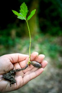 Person Holding Green Plant