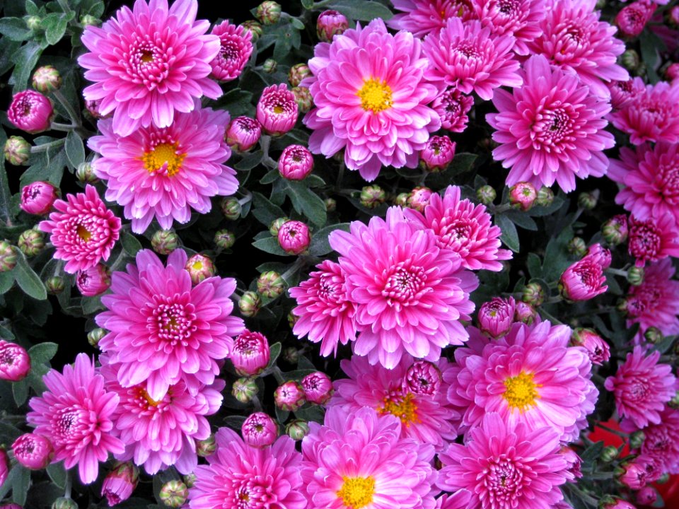 White And Purple Flower
