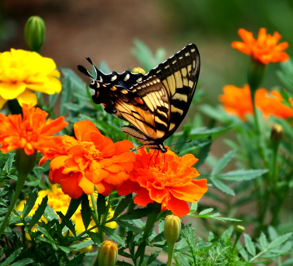 Black And Brown Butterfly On Top Of Orange Flower