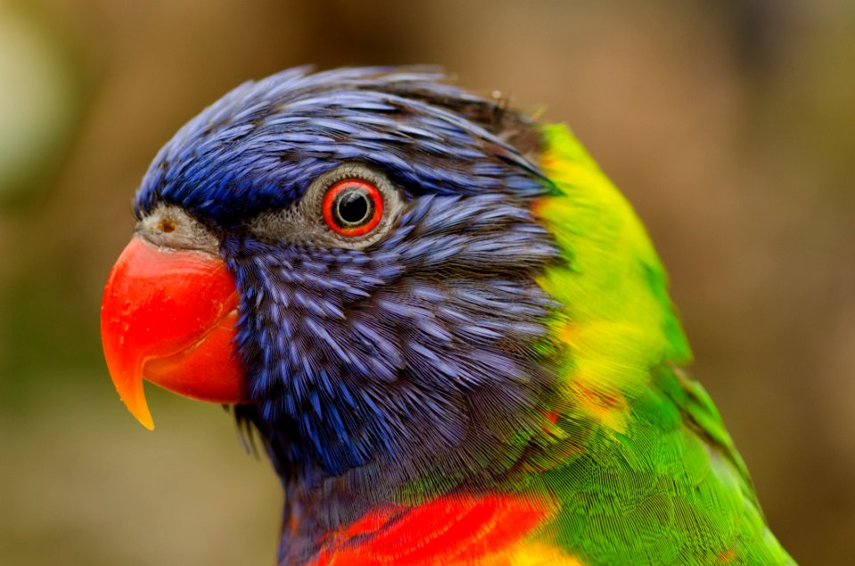 Profile Portrait Of Parrot
