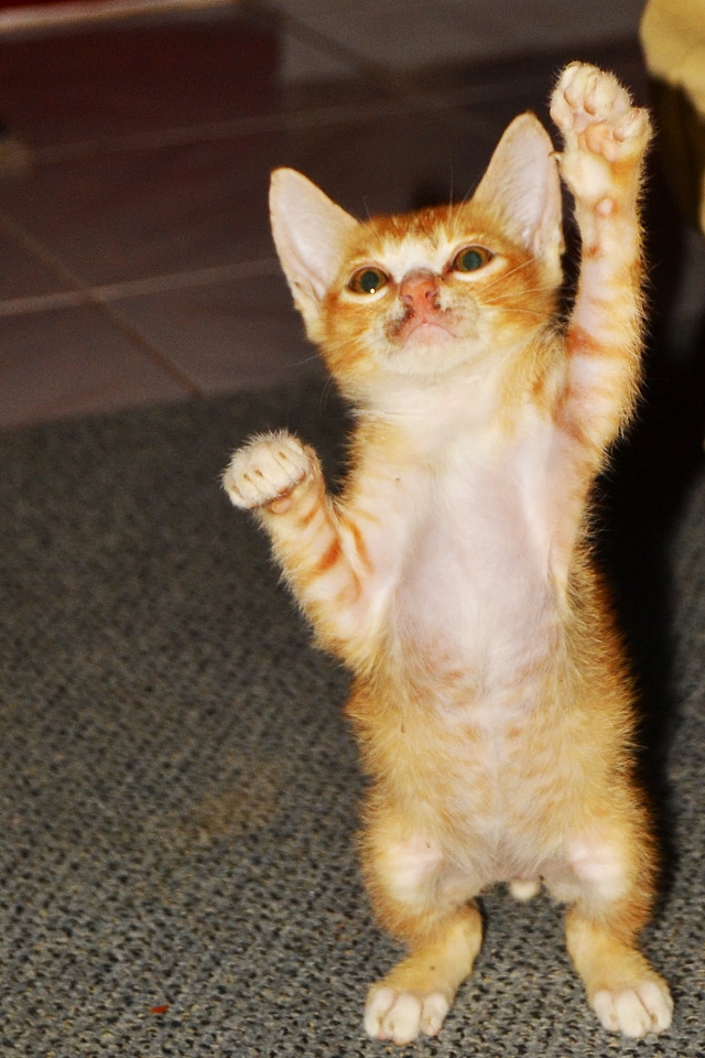 Cute cat tiger cub cute
