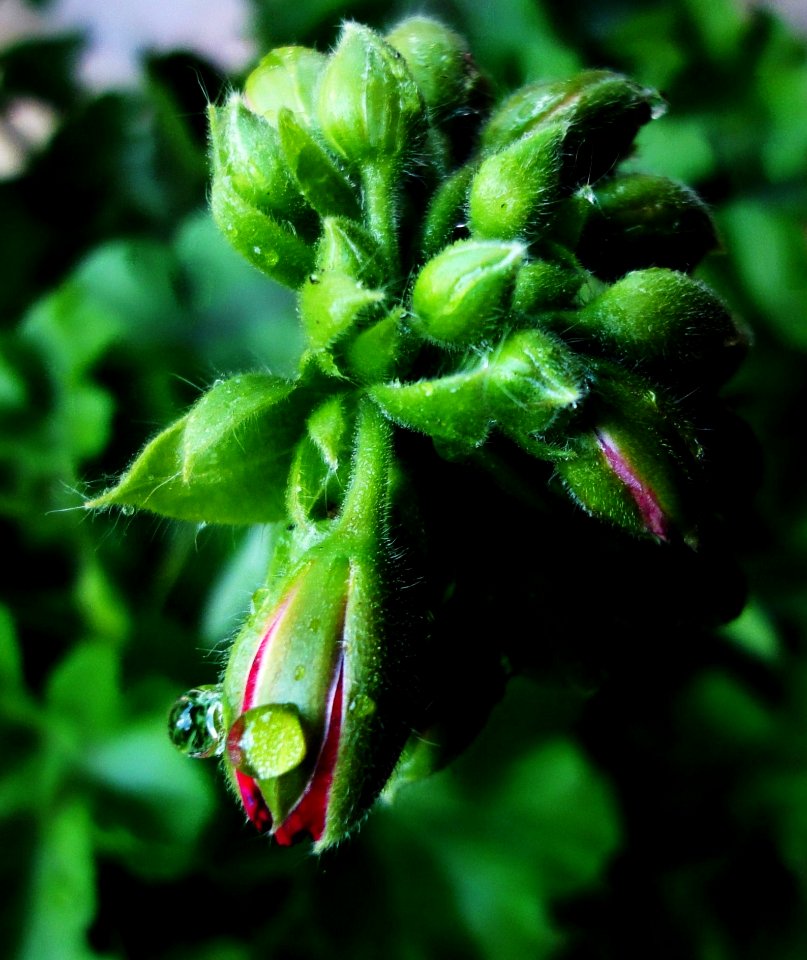 Green And Purple Plant