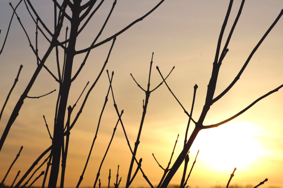 Bare Branches Against Sunset
