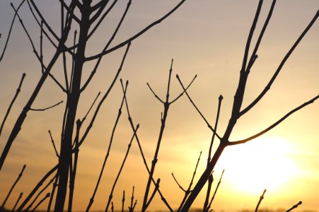 Bare Branches Against Sunset