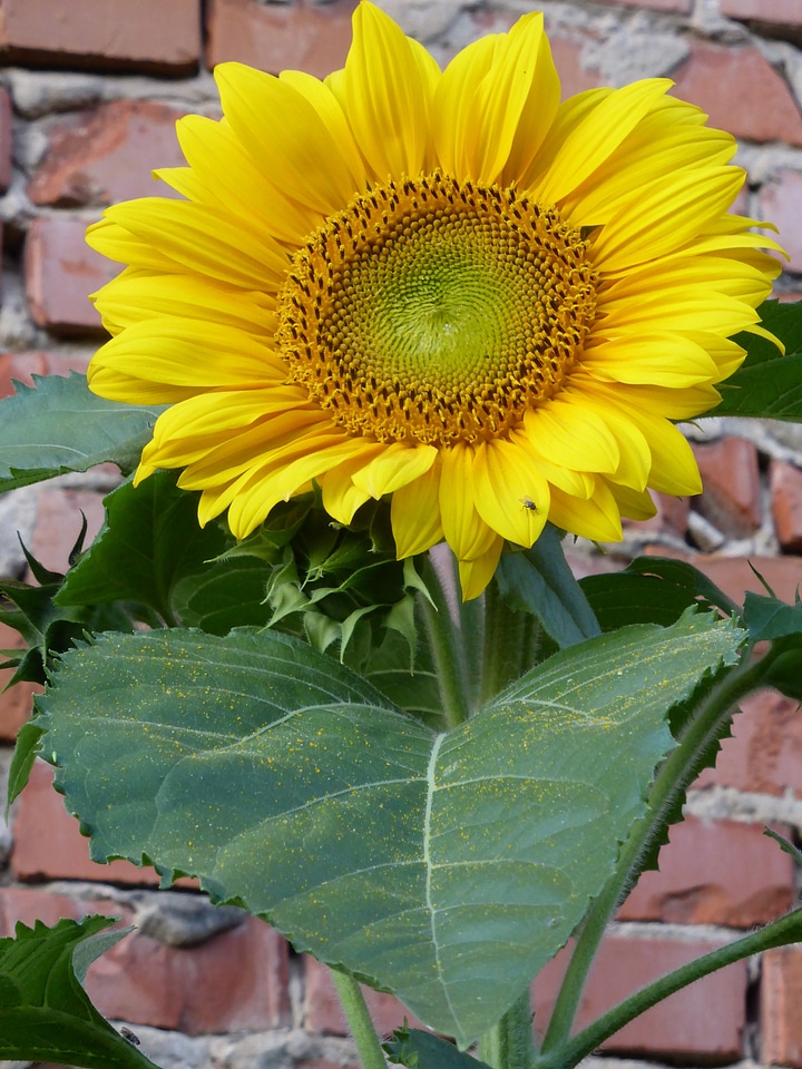 Bloom summer bright