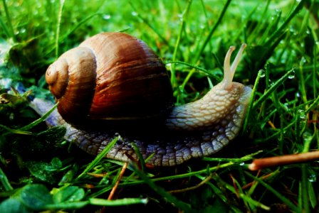 Brown Snail On Green Grass At Daytime photo