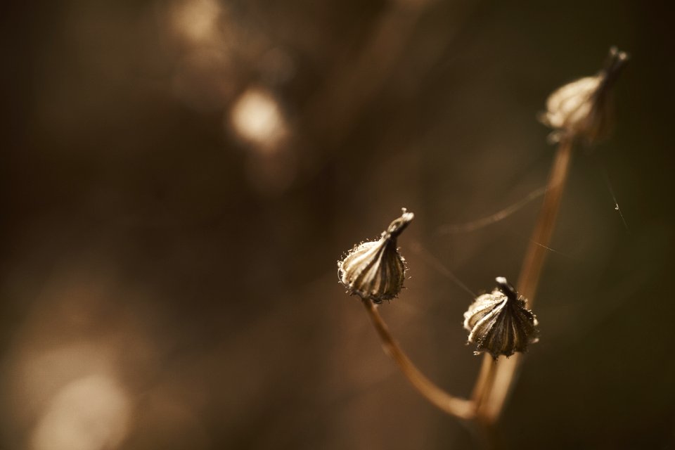 Brown And Gray Insect